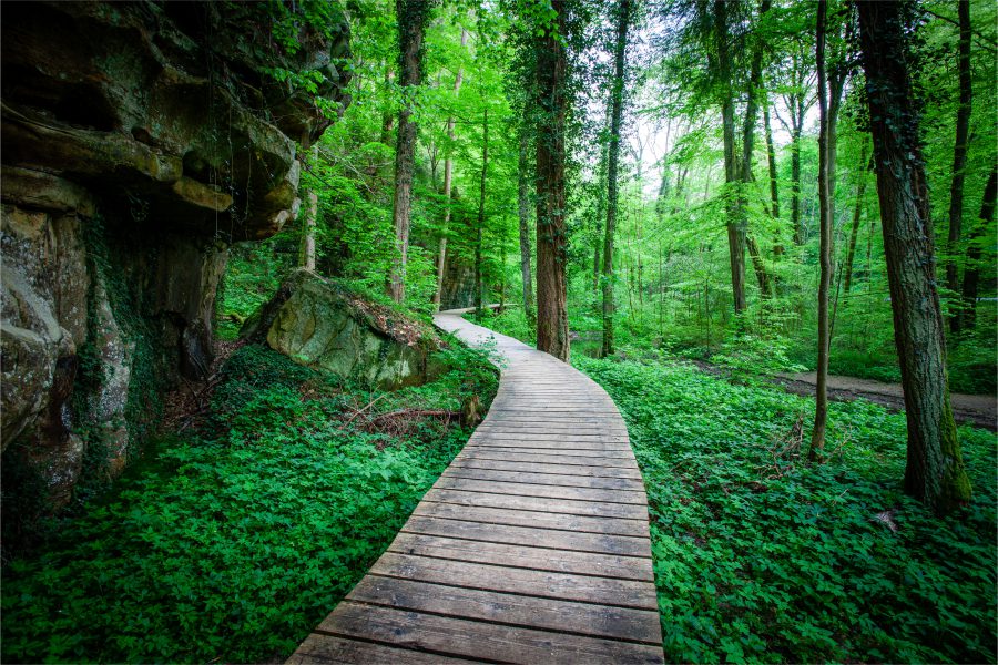 A path through a forest