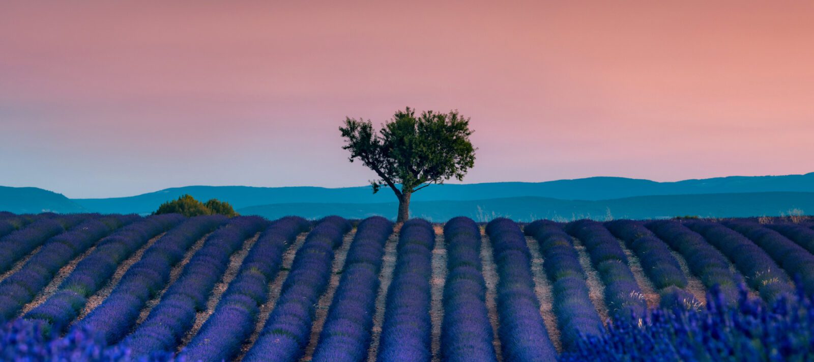 A field of lavender at sunset