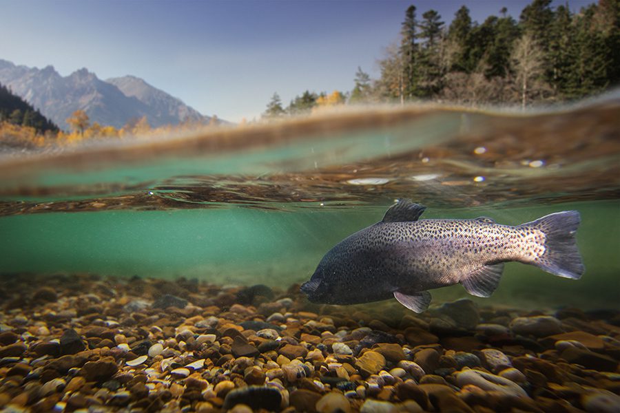 Coho Salmon