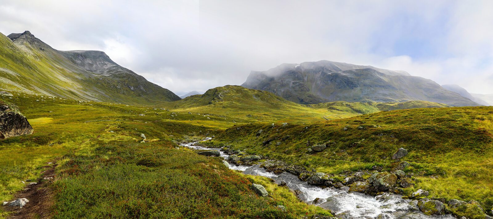 mossy landscape