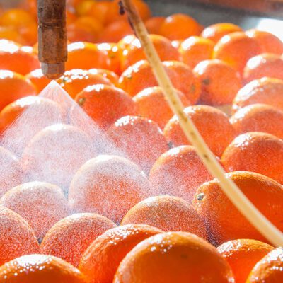 Oranges sprayed by water on a conveyer belt