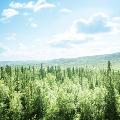 carbon offsets guide - forest in a sunny day