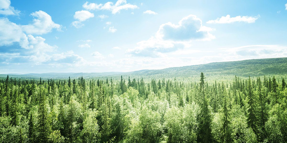 carbon offsets guide - forest in a sunny day