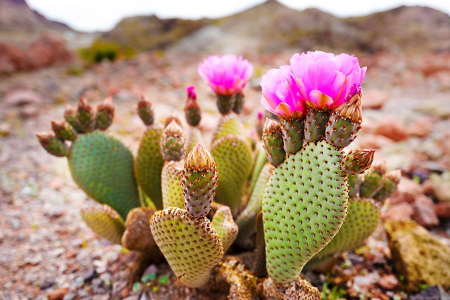 prickly pear cactus flower blooming.